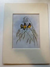 John gould gouldian for sale  Havertown
