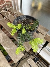 yew tree for sale yew tree for sale  CROYDON