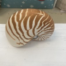Tiger striped natural for sale  Sanibel