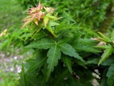 Acer palmatum kiyohime usato  Napoli