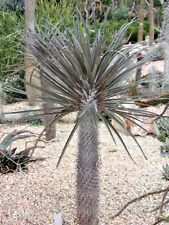 Rare pachypodium geayi d'occasion  Expédié en Belgium