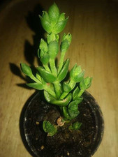 Sceletium tortousum kanna for sale  Boyertown