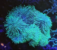 Toadstool leather coral for sale  OLDBURY
