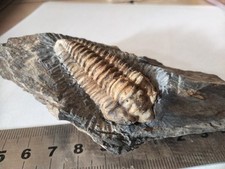 Neseuretus tristani d'occasion  Châteaubriant