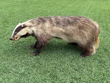 Blaireau naturalisé empaillé d'occasion  Perpignan-
