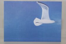 Alex katz seagull gebraucht kaufen  Aachen
