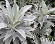 White sage 1500 for sale  Baltimore