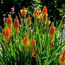 Kniphofia uvaria red for sale  NEWTOWNARDS