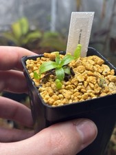 Nepenthes macrophylla bcp for sale  Rehoboth