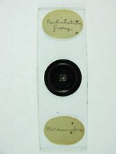 Antique microscope slide. for sale  Shipping to Ireland