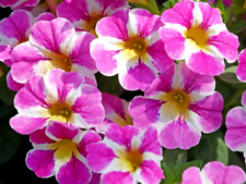 Calibrachoa candy crush for sale  STOCKPORT