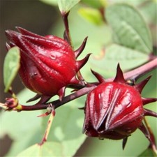 Roselle seeds asian for sale  El Monte