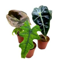 Rare alocasia assortment for sale  Apopka