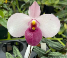 Paph. delenatii vinicolor for sale  Volcano