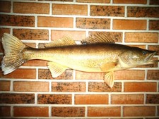 Vintage walleye taxidermy for sale  Helena