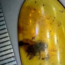 Collection amber insect for sale  SPALDING