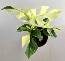 tetrasperma rhaphidophora gebraucht kaufen tetrasperma rhaphidophora gebraucht kaufen Obertshausen