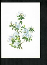 Canberra 1981 menu for sale Canberra 1981 menu for sale  EASTBOURNE