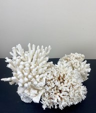 Large white coral for sale  Claremont