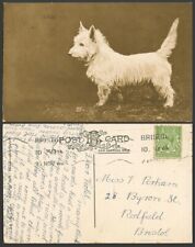 Cartão postal antigo West Highland White Terrier filhote de cachorro, cauda para cima, animal de estimação KG5 1/2d comprar usado  Enviando para Brazil