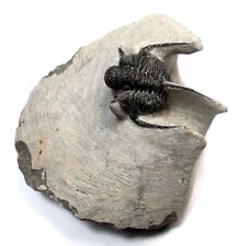 Rare fossil trilobite for sale  BECCLES