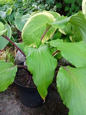 Hosta valleys red gebraucht kaufen  Hesel