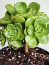 Lovely succulent plant for sale  San Francisco