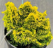 Chamaecyparis obtusa nana for sale  Mount Pleasant