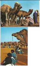 beduinen gebraucht kaufen beduinen gebraucht kaufen Achim