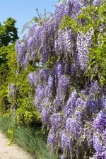 Wisteria floribunda macrobotry gebraucht kaufen  Westerstede