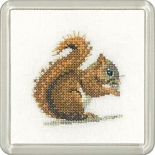 Red squirrel little for sale  DRONFIELD
