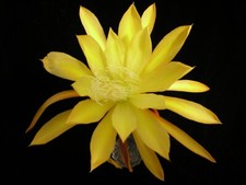 Epiphyllum orchid cactus for sale  Fremont