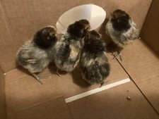 Cream brabanter eggs. for sale  Brooksville