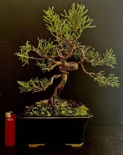 Yamadori genévrier commun d'occasion  Nogent-sur-Marne