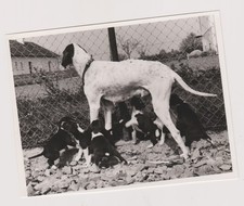 Old photo dog d'occasion  Expédié en Belgium