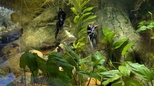 Aquarium 200x80x60cm 960 gebraucht kaufen  Höhbeck
