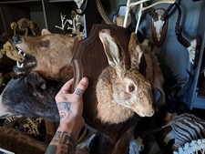 Taxidermie lièvre d'occasion  Lorient