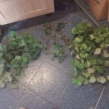 Wurzel echte blumenranken gebraucht kaufen  Lampertheim