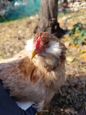 Uova feconde araucana usato  Priolo Gargallo