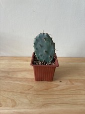 Prickly pear cacti for sale  GOSPORT