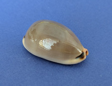 Cypraea lurida lurida d'occasion  Nice-