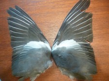 Wood pigeon wings for sale  BEDWORTH