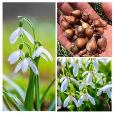 Snowdrop bulbs 100 for sale  WISBECH