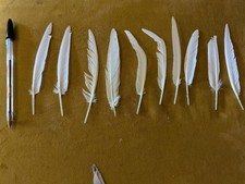 Naturally moulted pretty for sale Naturally moulted pretty for sale  HORNCASTLE