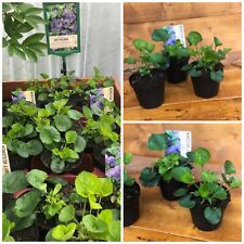 Duftveilchen viola königin gebraucht kaufen  Marienhafe