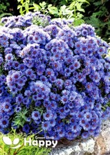 New england aster for sale  DONCASTER