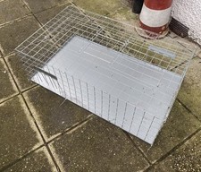 Galvanised feral pigeon for sale  BRENTWOOD