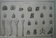 Mascalcia cavalli zoccoli usato  Italia
