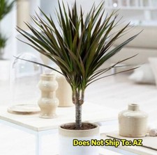 Dragon tree plant for sale  Miami