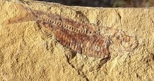 green river fossil for sale  Hesperia